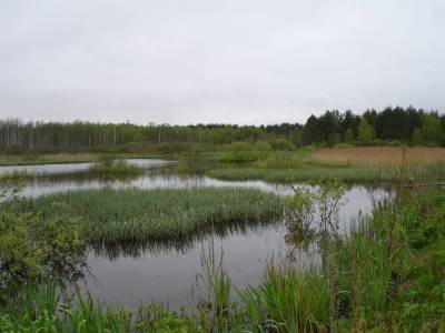Зарастающий участок озера Заозерное